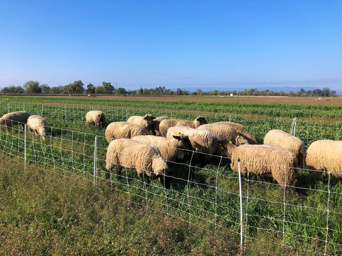 Sheep graze on winter cover crop at Russell Ranch