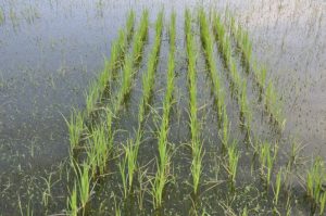 Flooded rice plots (Beaumont, TX)