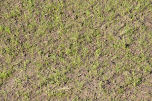 Ryegrass Cover Crop Closeup