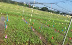 Establishment of water seeded field trial