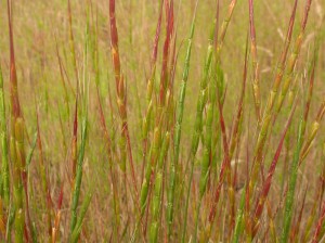 Aegilops cylindrica