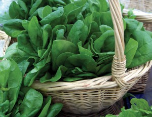 spinach_basket#7406