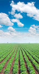 Soy field in spring with beautiful blue sky and white fluffy clouds