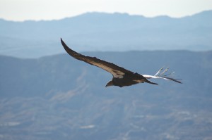 Photo Credit:  USFWS Pacific Southwest 