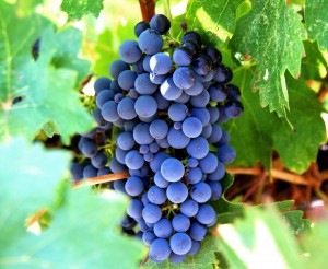 Grapes