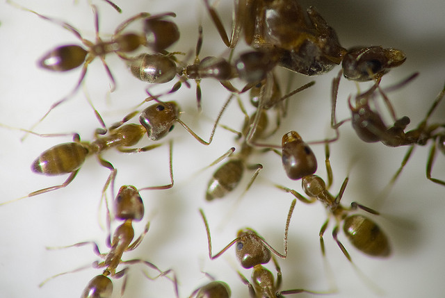 Pesticides may affect the spread of invasive species | The Organic Center
