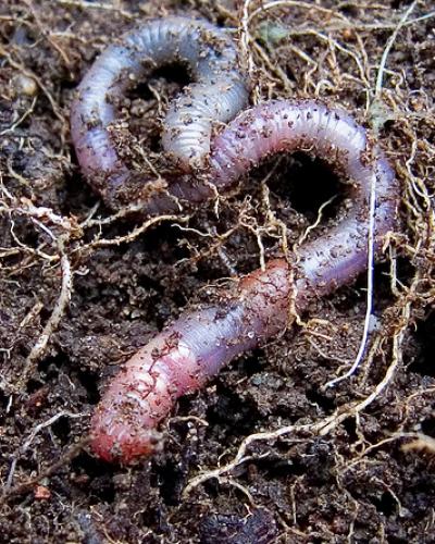 earth worm  The Organic Center